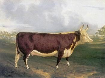 unknow artist Cow 145 Germany oil painting art